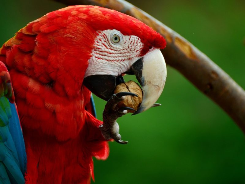 Red-and-green Macaw