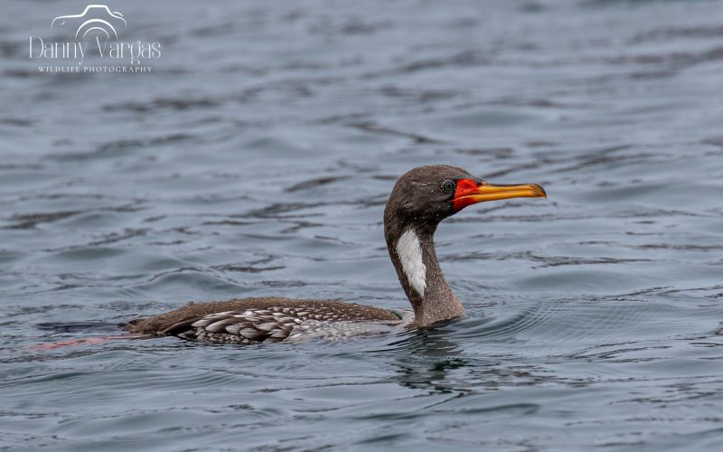 Red-legged Cormorant