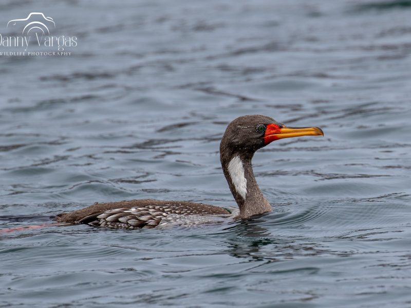 Red-legged Cormorant