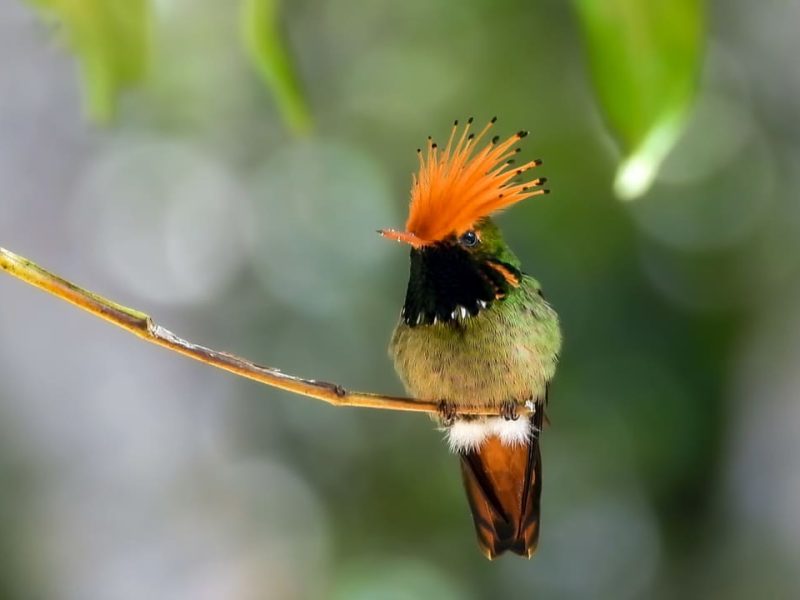 Rufous-crested Coquette