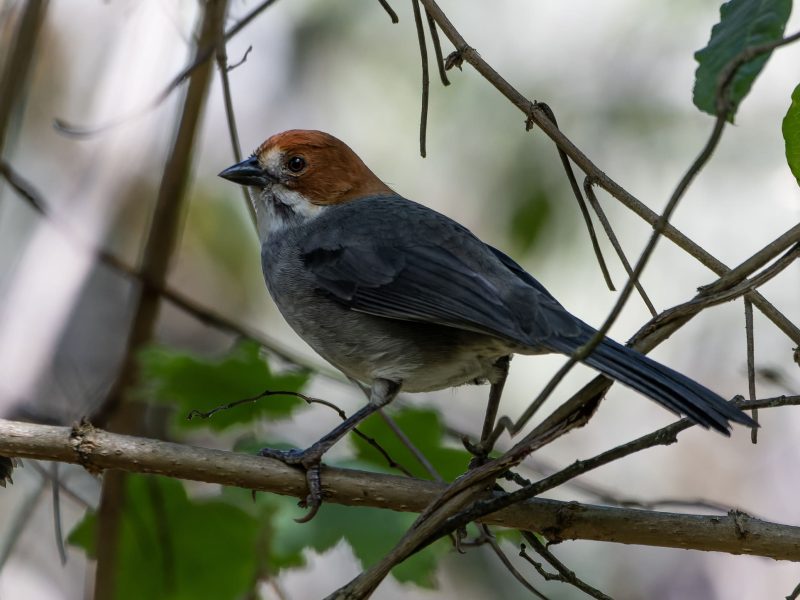 Rufous-eared brushfinch