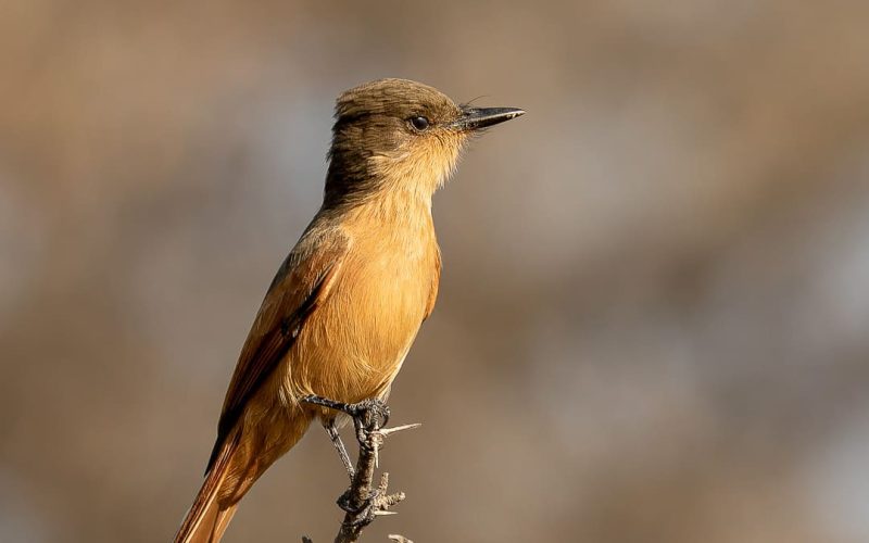 Rufous Flycatcher