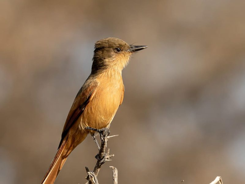 Rufous Flycatcher