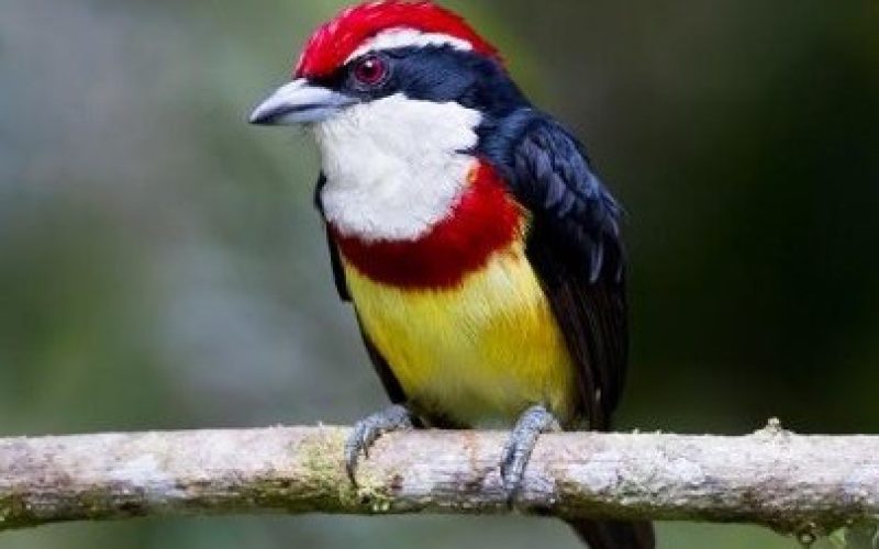 Birding in Peru