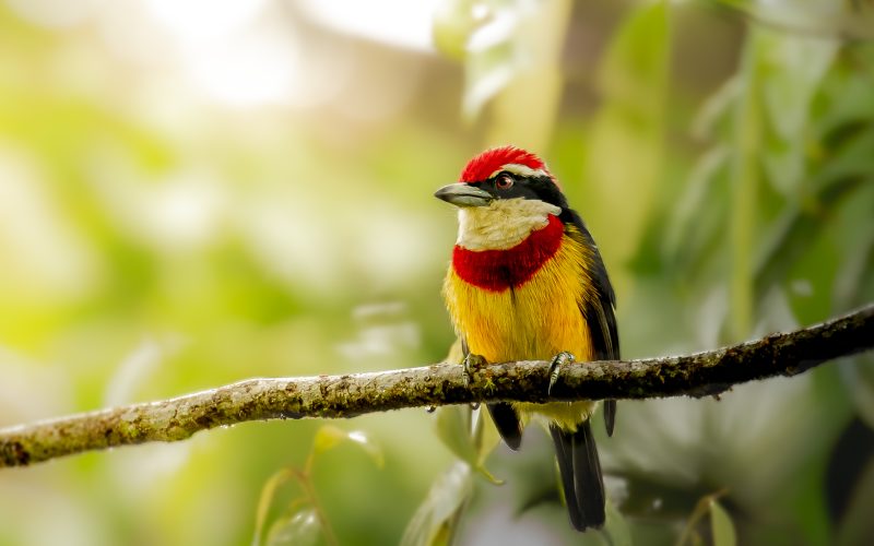 Scarlet-banded Barbet