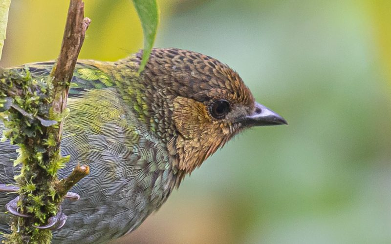 Silvery-Tanager