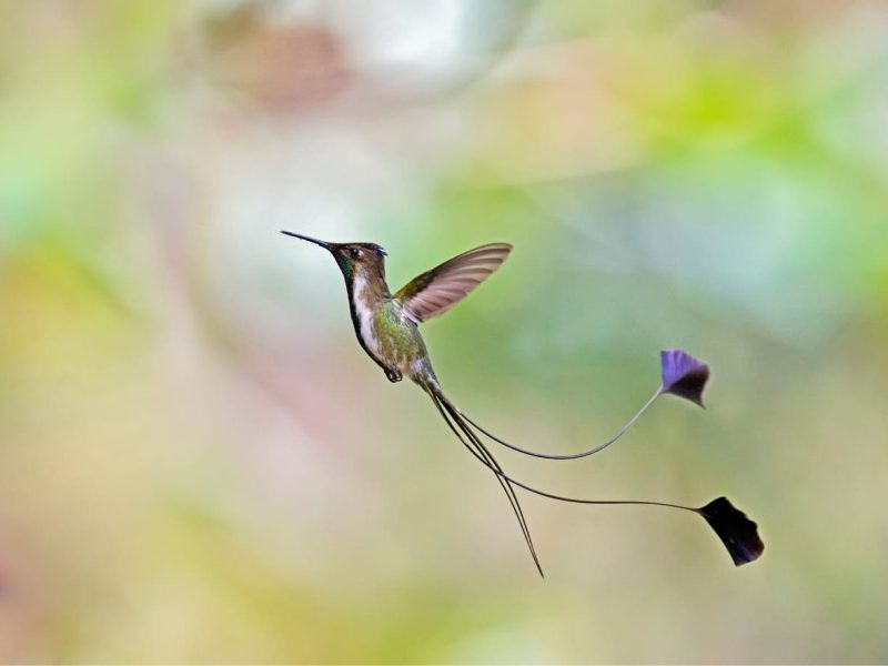 Marvelous Spatuletail