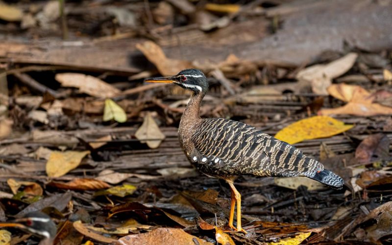 Sunbittern