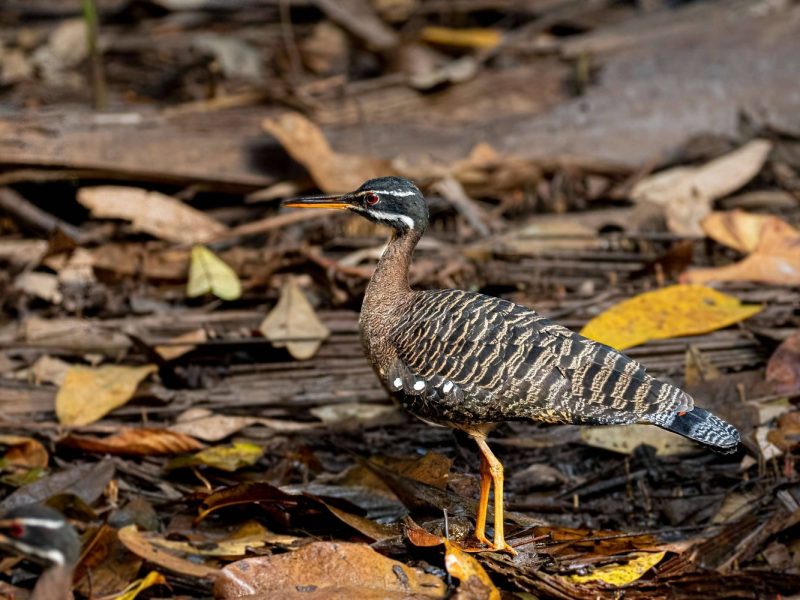 Sunbittern