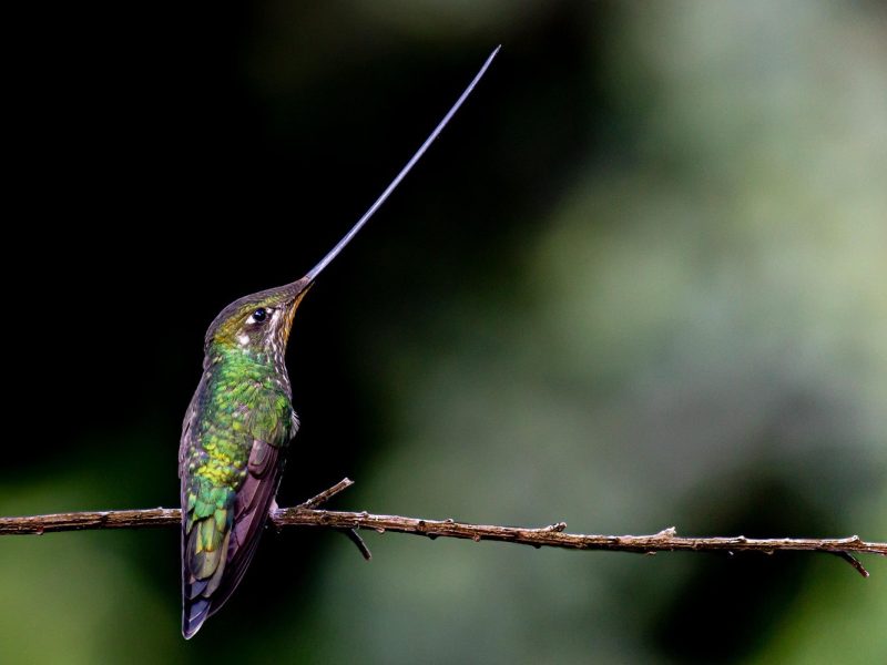 Sword-billed-Hummingbird