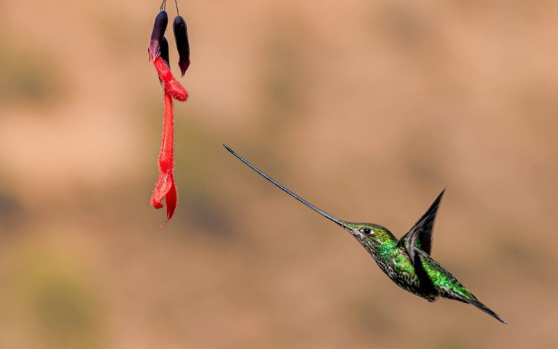 Sword-billed-Hummingbird2