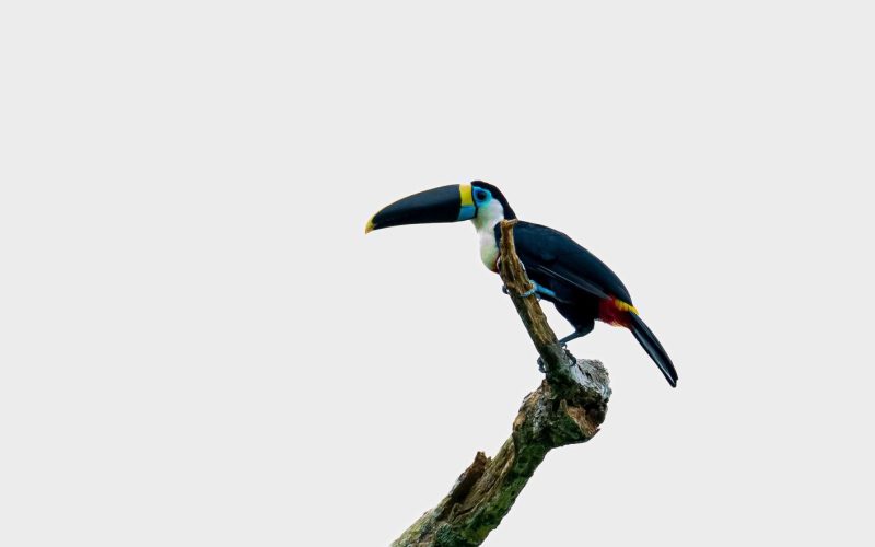 White-throated Toucan