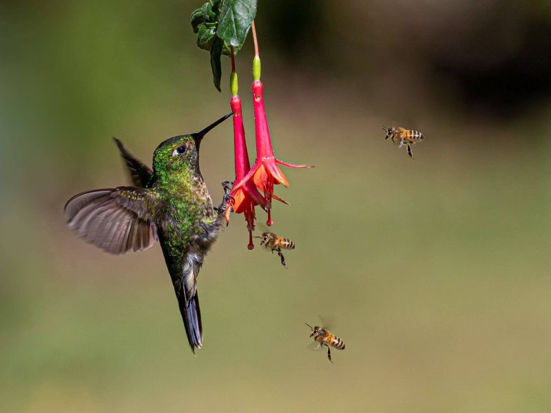 Tyrian-Metaltail