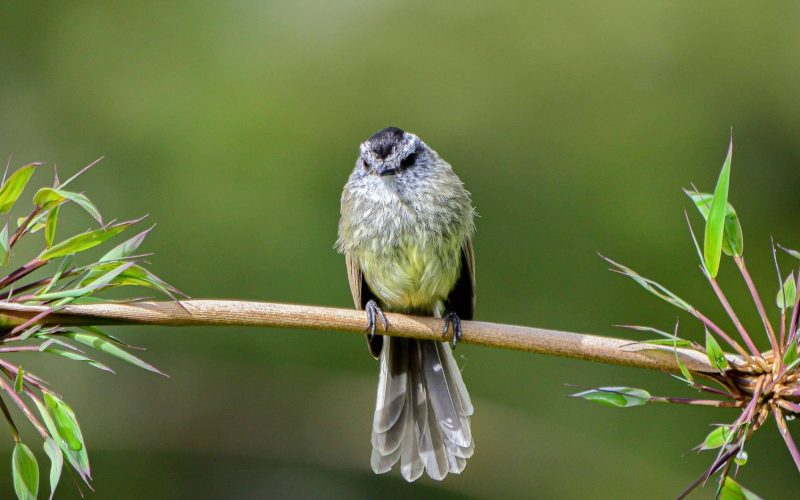 Unstreaked Tit-tyrant