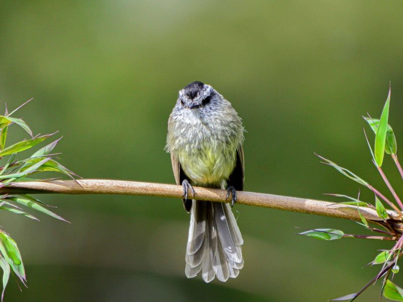 Unstreaked Tit-tyrant