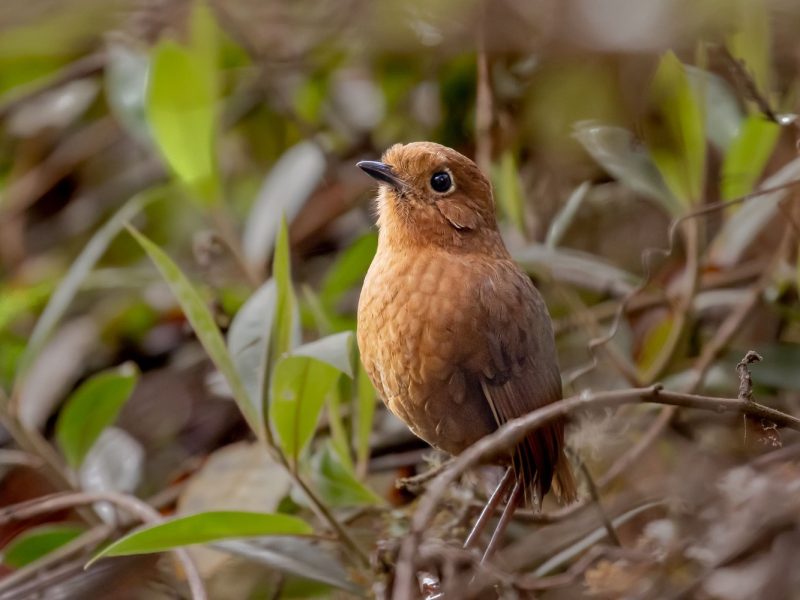 Urubamba-Antpitta