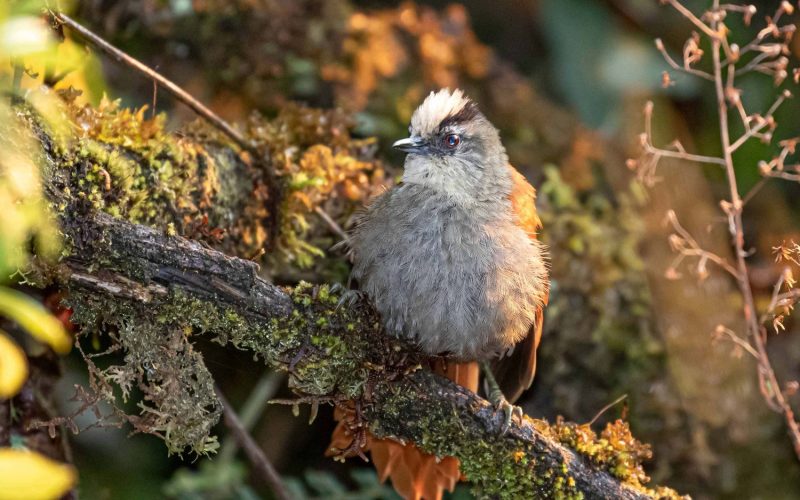 Birding in Peru