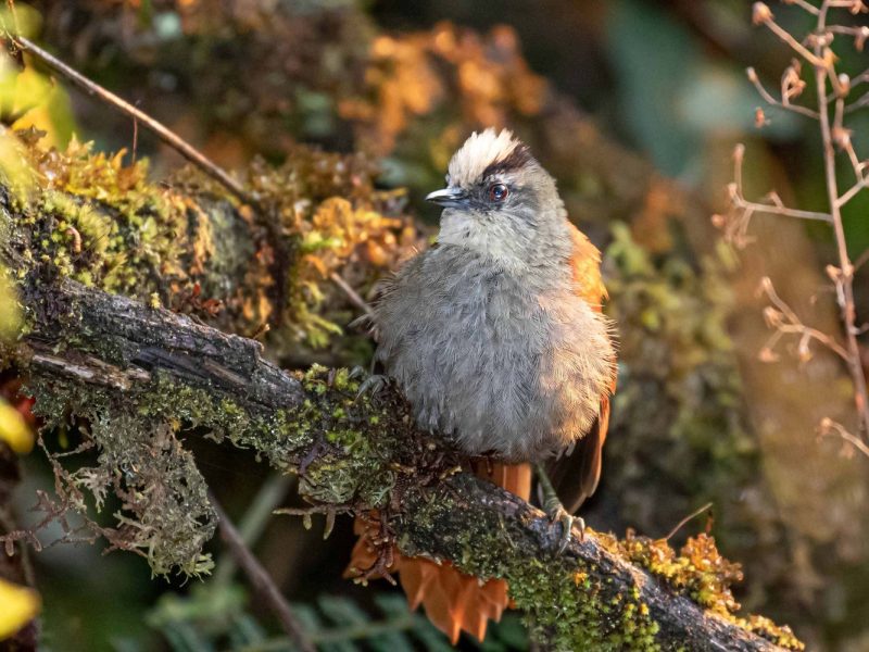 Vilcabamba-Spinetail