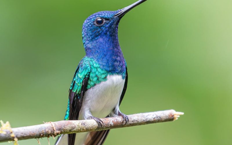 White-necked Jacobin