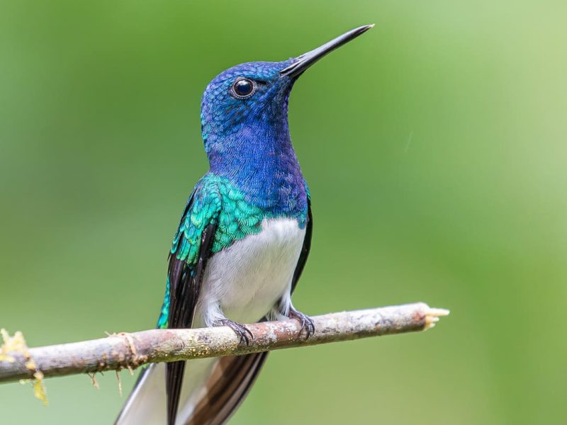 White-necked Jacobin