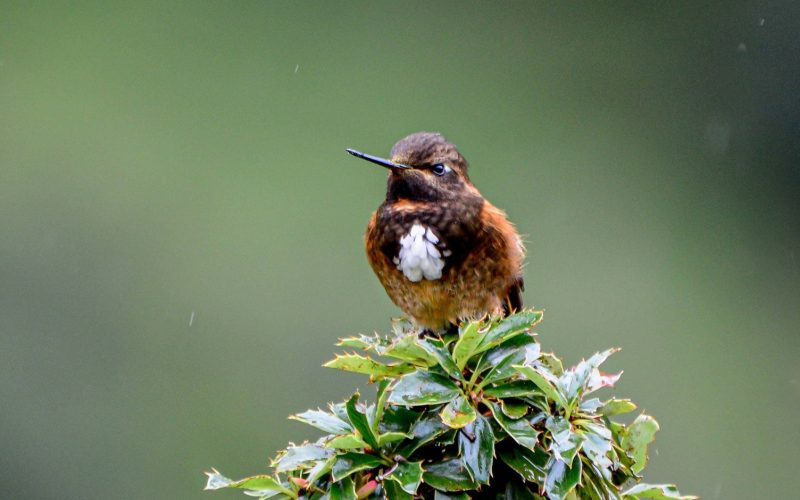 White-tufted Sunbeam