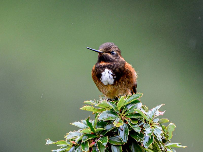 White-tufted Sunbeam