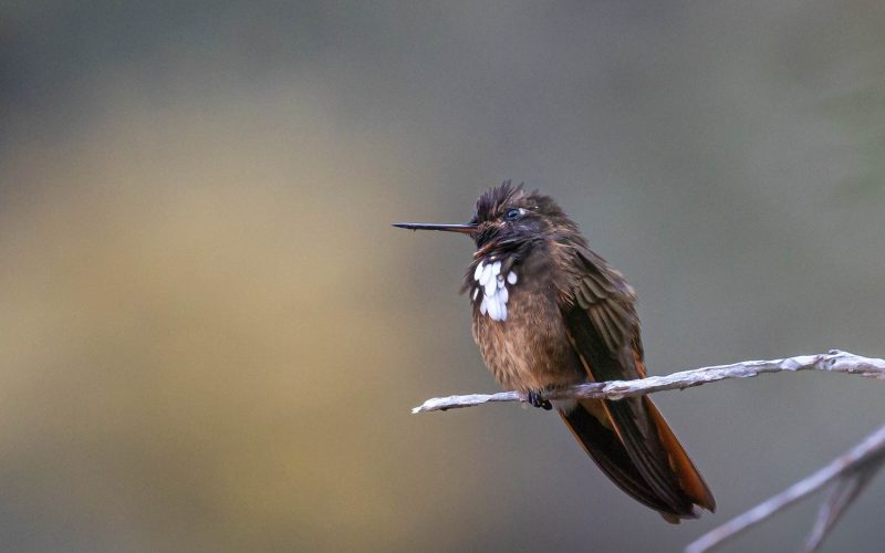 Birding in Peru