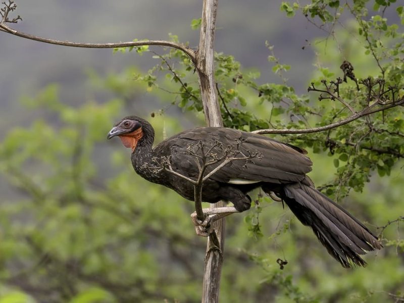 White winged Guan