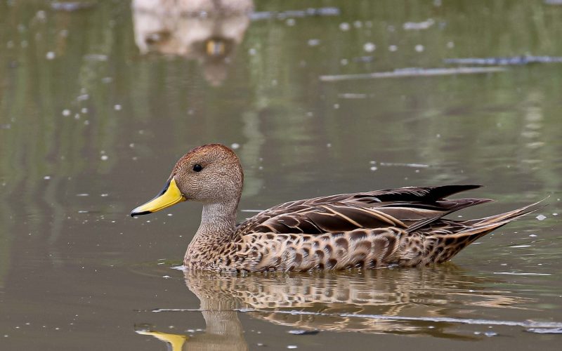 Yellow-billed-Pintail