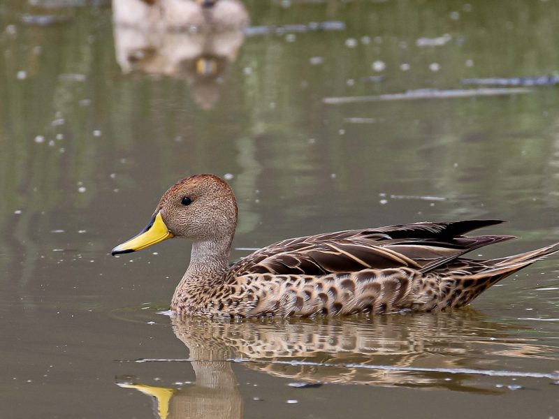 Yellow-billed-Pintail