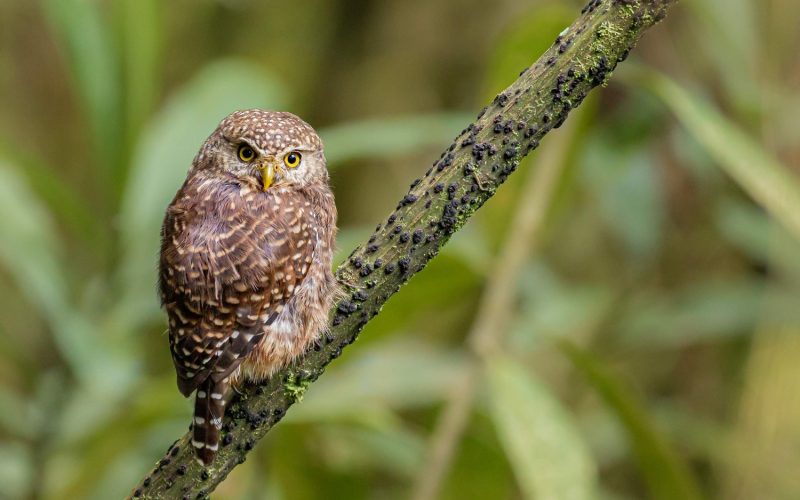 Yungas-Pygmy-Owl