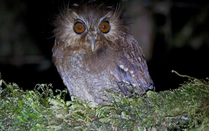 Long-whiskered Owlet