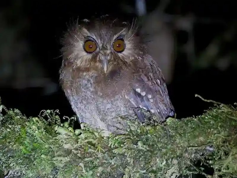 Long-whiskered Owlet